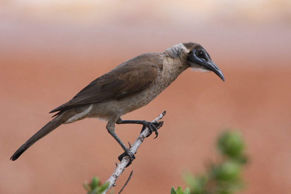 Little Friarbird (Philemon citreogularis)